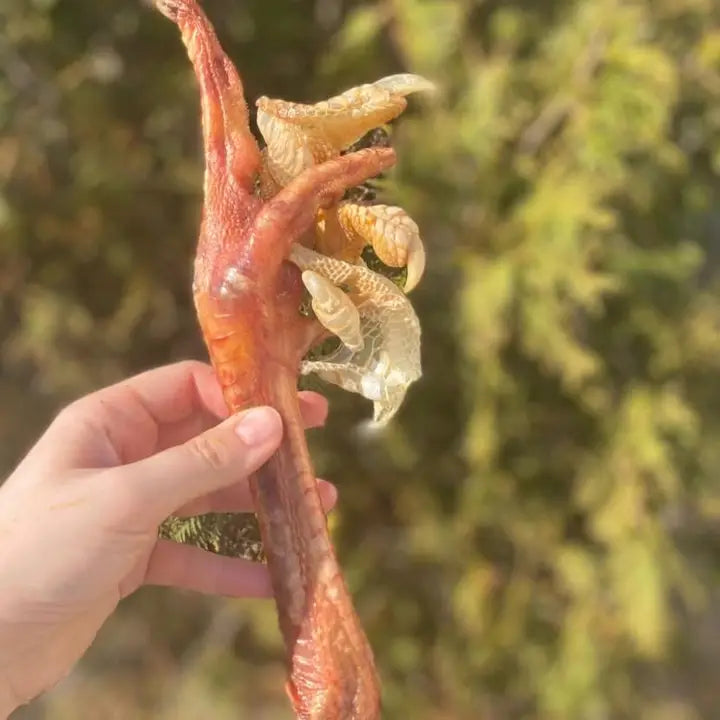 What the raw Turkey Foot (Medium)