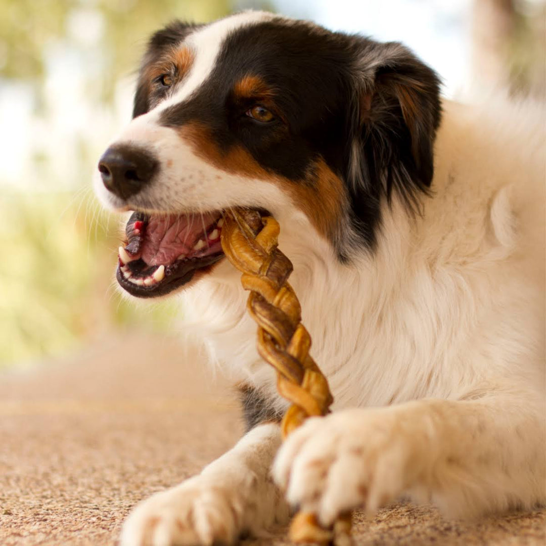 Redbarn Naturals Braided Bully Stick 12"